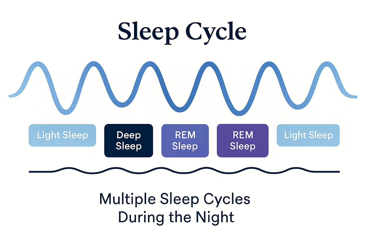 Chart showing multiple sleep cycles during the night